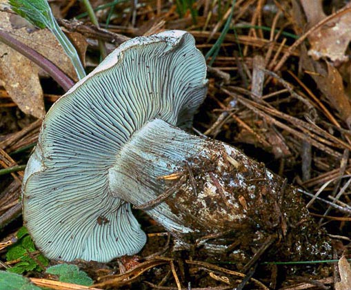 Hygrophorus caeruleus